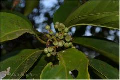 Symplocos cochinchinensis